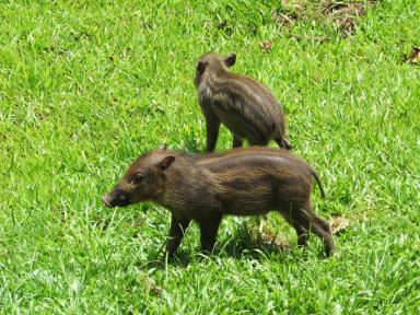 piglets