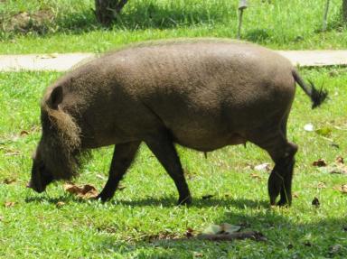 pig