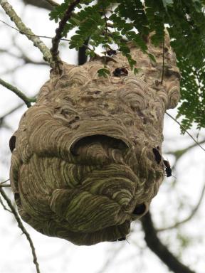 wasps