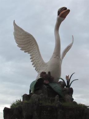 swan1