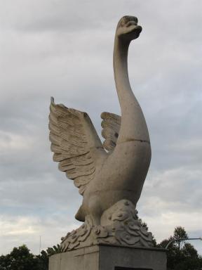 swan2