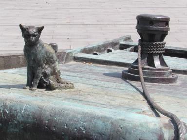 cat