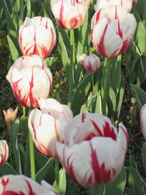 tulips1
