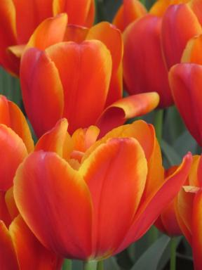 tulips