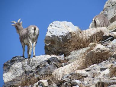 deer