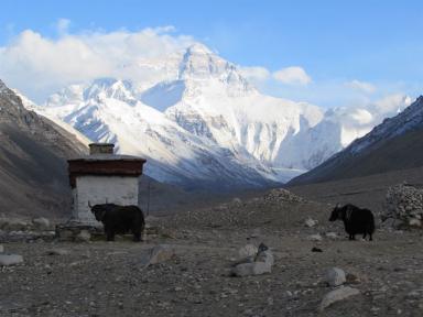 qomo&yaks