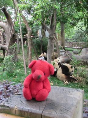 reddpandas