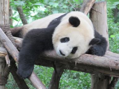 panda