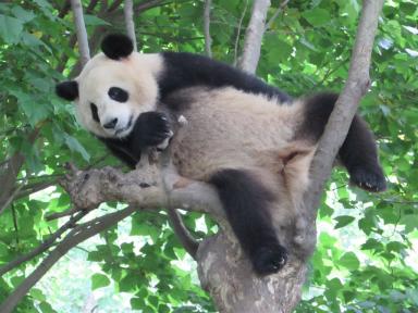 lollingintree