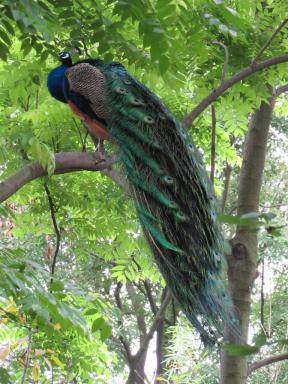 peacock