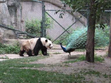 panda&peacock