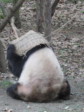 panda&basket1