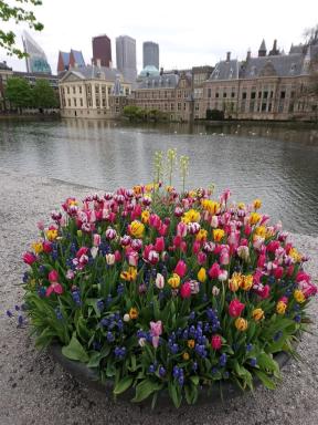 tulips