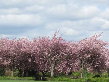 blossom