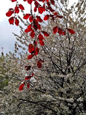 redleaves