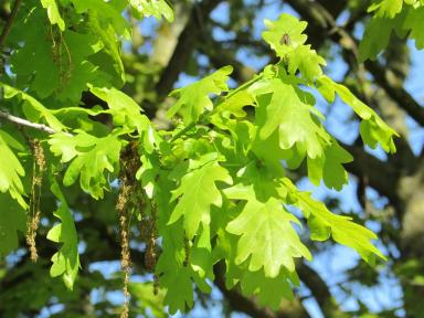 oak