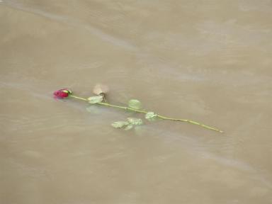 Mersey rose