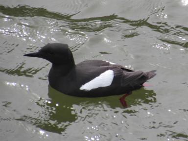guillemot
