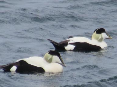 eider