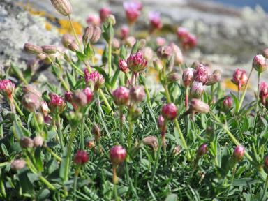 pinks