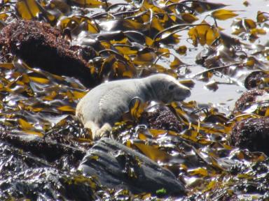 seal