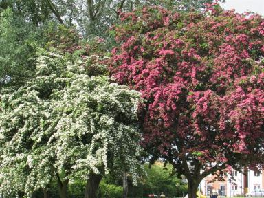 blossom1