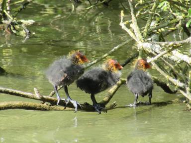cootlets