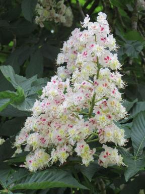 horsechestnut