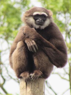 gibbon