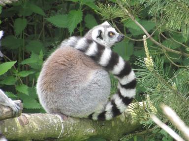 lemur