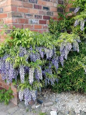 wisteria
