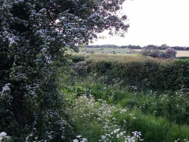 hawthorn