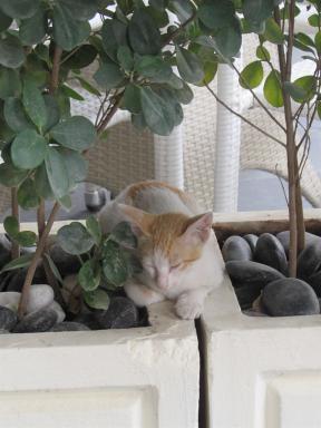 cat