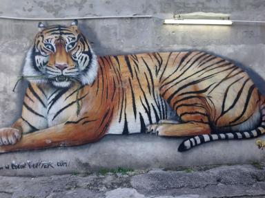 tiger