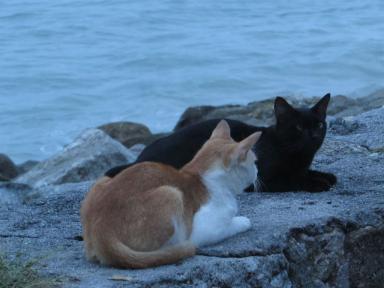 kitties