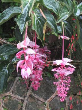 pinkflowers