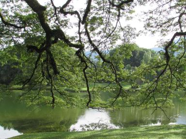 raintrees
