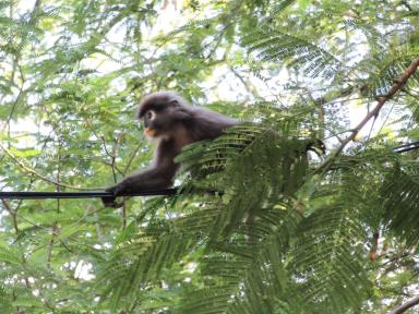 langur
