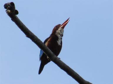 kingfisher