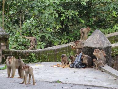 monkeys