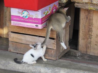 kitten