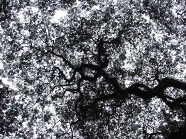 raintrees