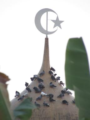 pigeons&dome