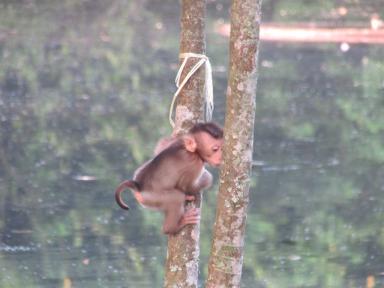 babymonkey