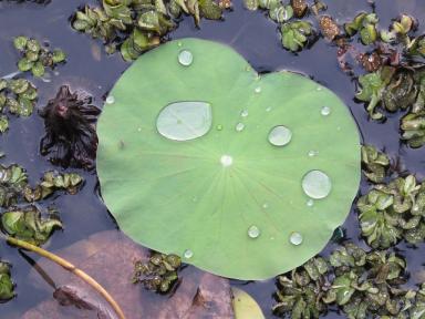 lilypad&drops1