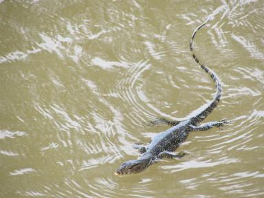 lizardswimming