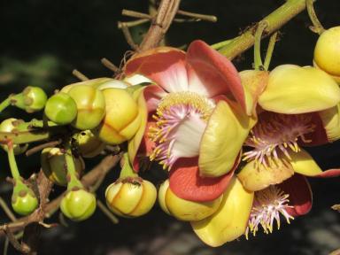 rosething2