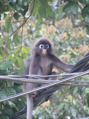 slmonkey1