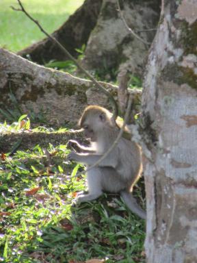 monkeyreading