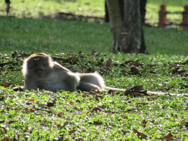 relaxingmonkey
